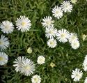 4.33 Inch Pot/10 Count Flat: Delosperma Jewel of Desert 'Moonstone' Pp23491 Iceplant