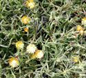 4.5 Inch Pot/10 Count Flat: Delosperma 'Jewel of Desert Topaz' Pp23492 Iceplant