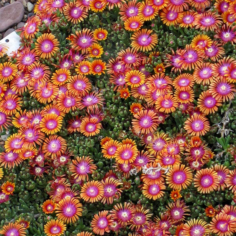 Quart Pot/10 Count Flat: Delosperma 'Fire Spinner' . Succulent, Apple-Green Leaves, Bearing Loads of Starry Flowers