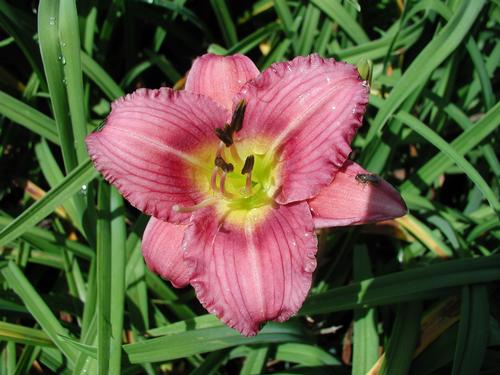 Hemerocallis 'Purple De Oro' Purple De Oro Daylily