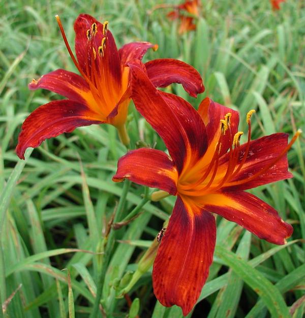 Hemerocallis 'Nashville Star' Nashville Star Daylily