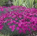 Quart Pot/10 Count Flat: Dianthus X 'Neon Star' Pp14549