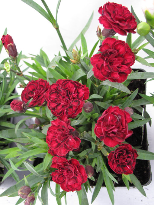 Quart Pot/10 Count Flat: Dianthus Caryophyllus 'Supertrouper Butterfly Dark Red' Pp22860