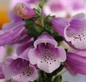 Quart Pot/10 Count Flat: Digitalis Purpurea 'Dalmatian Rose' Foxglove. Upright Columns of Beautiful Rosy Purple Bells