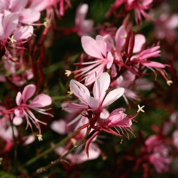 Quart Pot/10 Count Flat: Quart Pot/10 Count Flat: Gaura Belleza Series 'Compact Light Pink' Ppaf Butterfly Gaura