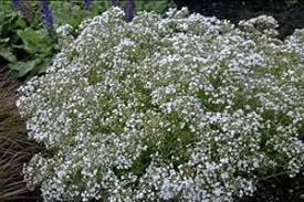 (1 Gallon) Gypsophila Paniculata Festival Star Baby's Breath Proven Winners®