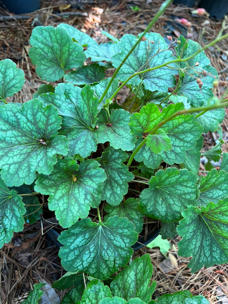 Heuchera Carnival Cocomint