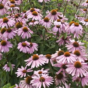 1 Gallon Pot: Echinacea Purpurea 'Magnus' Coneflower