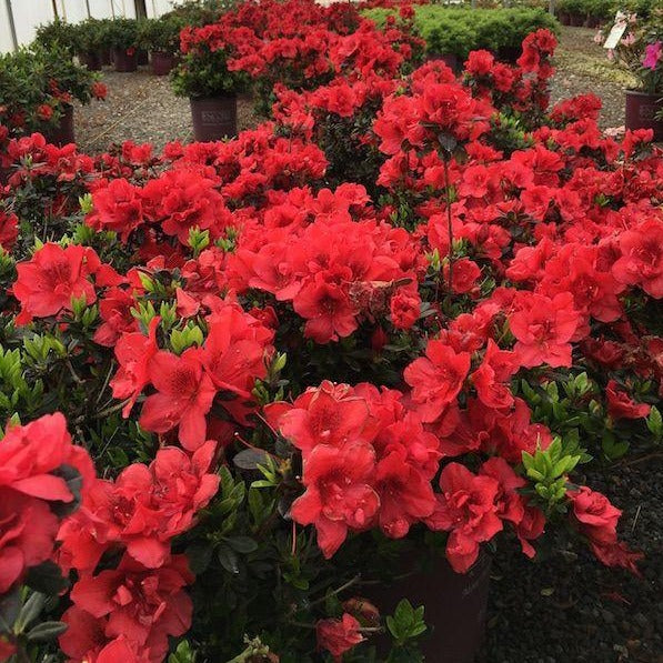 Autumn Fire Encore Azalea- Dwarf Azalea Packs a Powerful Punch of Rich, True Red Color with Semi-Double Velvety Blooms.