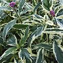 1 Gallon Pot: Eupatorium Fortunei Pink Frost Variegated Joe Pye Weed