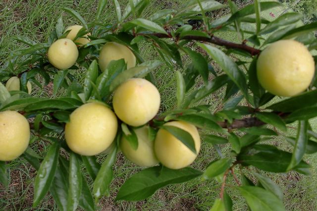 Byrongold Plum Tree