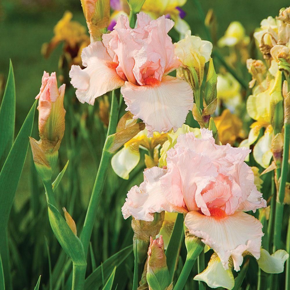 Iris Germanica 'Lenora Pearl' German Iris