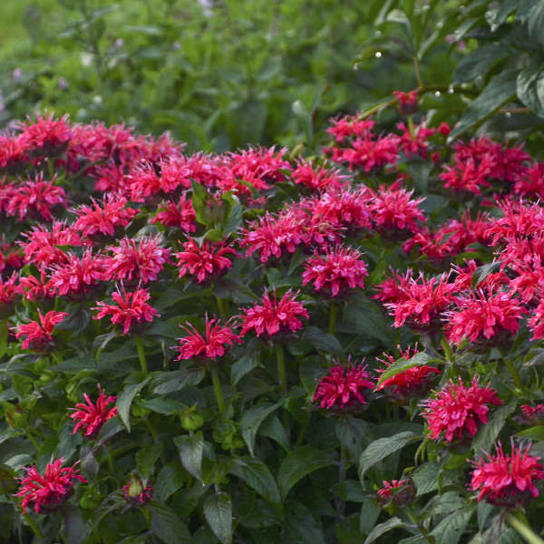 1 Gallon Pot: Monarda Sugar Buzz® 'Cherry Pops' PP27619 Bee Balm