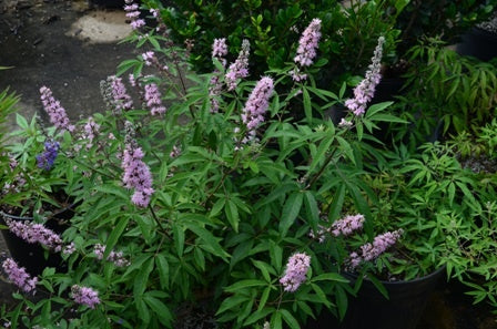 (1 Gallon) Flora Ann Vitex - Agnus Castus