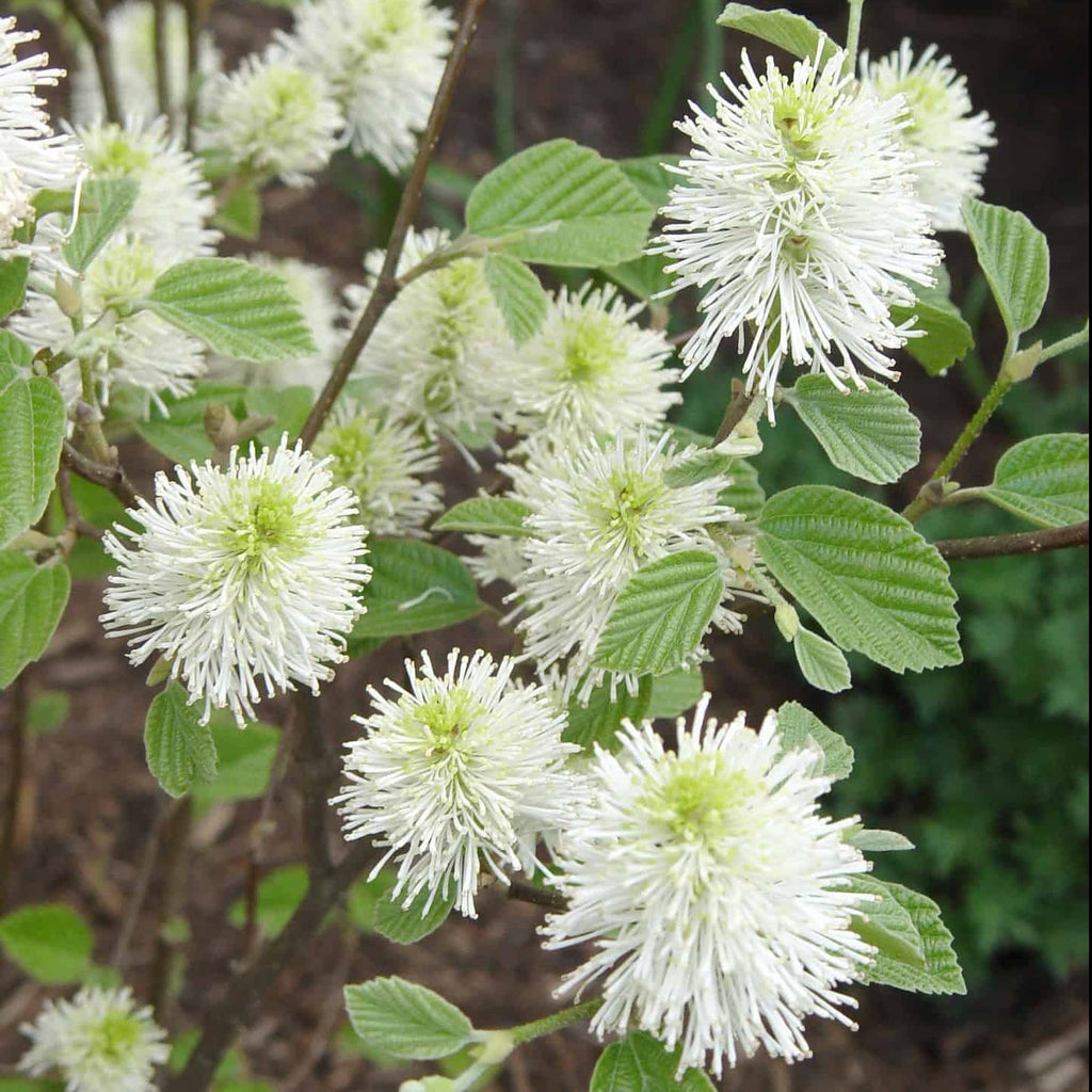 Mount Airy Fothergilla, Multi Season Plant, Honey Like Fragrance, Dwarf Variety