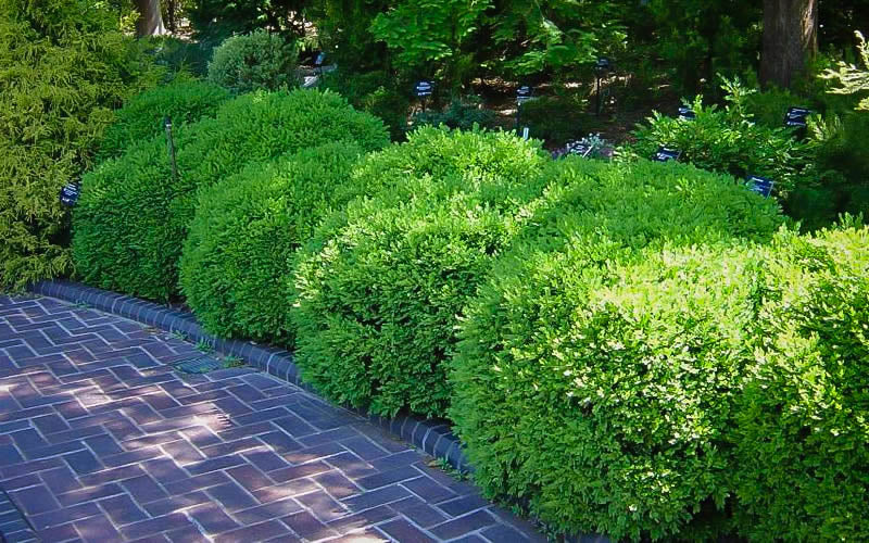 Franklin's Gem Boxwood