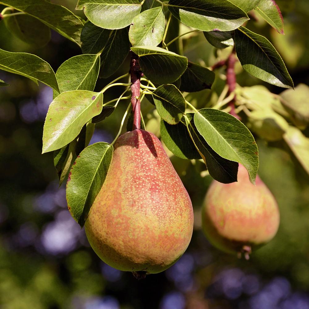 Pineapple Pear Tree - Unique Heirloom Pear Tree and Crunchy Texture and Pineapple Flavors