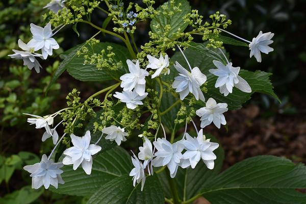 Fuji Waterfall Hydrangea