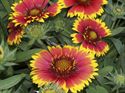 Quart Pot/10 Count Flat: Gaillardia Aristata 'Arizona Sun' Blanket Flower. a Low, Compact Mound of Large Flame-Orange, Daisylike Flowers