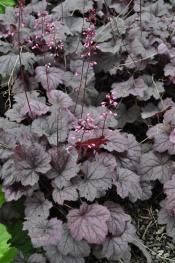 (1 Gallon) Heuchera X Villosa Georgia Plum Pp24507 - Georgia Plum is a Dwarf Selection, The Bright Pink-Purple Leaves Make Quite a Statement