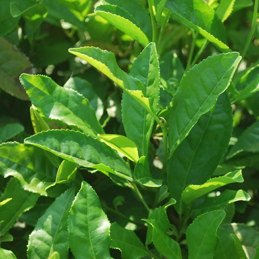 Big Leaf Tea Plant- This Camellia Plant is The One Which Gives You The Tea Leaves To Make a Great Tasting Sweet Tea Or Hot Tea