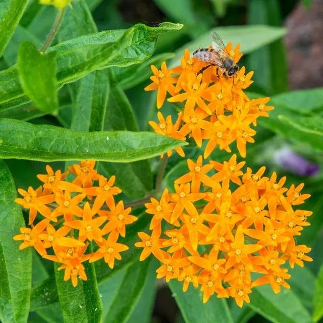 Butterfly Milkweed