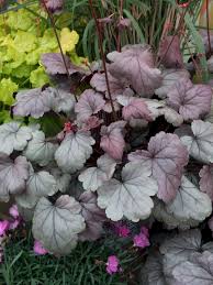 (1 Gallon) Heuchera Dolce® Silver Gumdrop Ppaf Coral Bells Proven Winners®