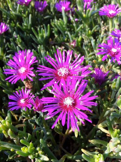 Delosperma Cooperi(Hardy Ice Plant)-Purplish Pink Blooms