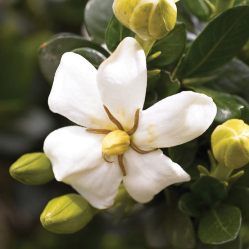 Gardenia Augusta Heaven Scent