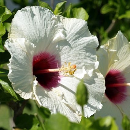 Hibiscus 'Luna White'