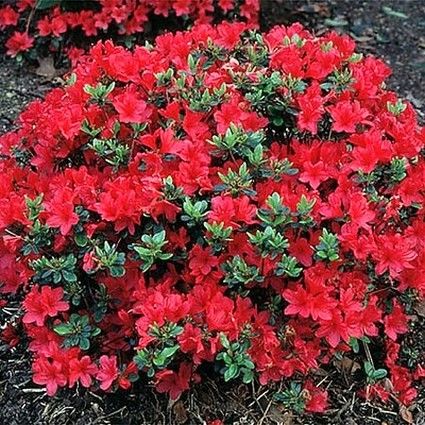 Hino-Crimson (Hybrid) Azalea