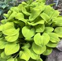 4.33 Inch Pot/10 Count Flat: Hosta 'Sun Mouse' Ppaf. Sun Mouse Miniature Hosta. Gold Leafed Hosta