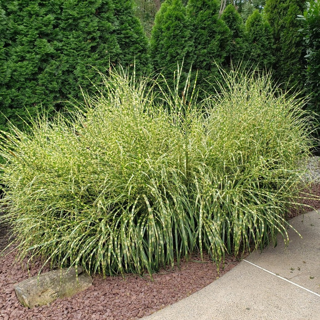 Zebra Grass