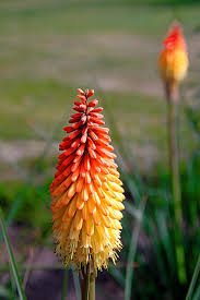 Fire "Red Hot" Poker