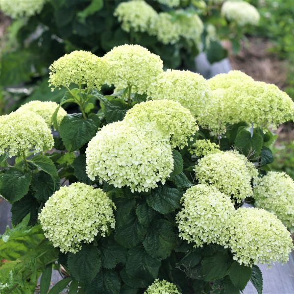 Invincibelle Limetta Hydrangea