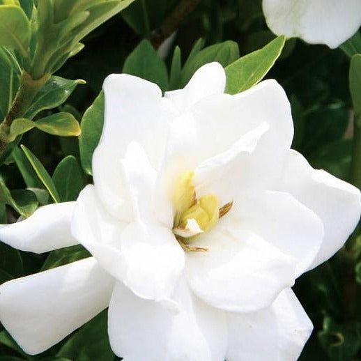 Jubilation Gardenia