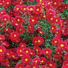 (1 Gallon) Aster Kickin'® Carmine Red Ppaf