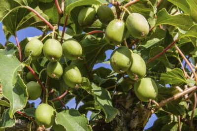 Issai Hardy Kiwi Vine