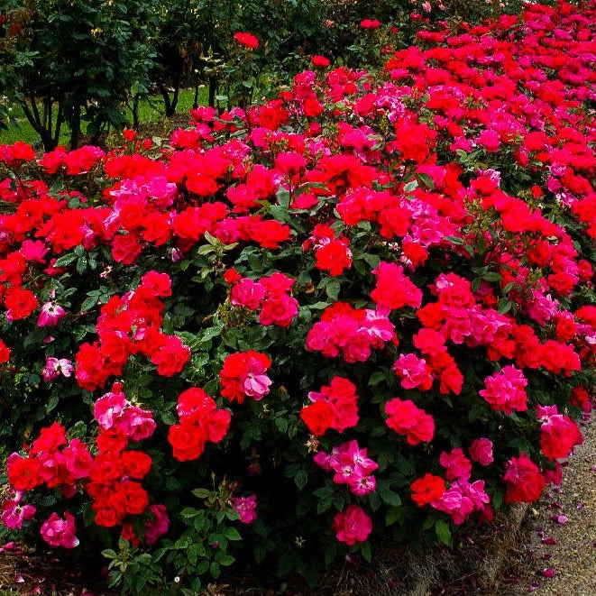 Double Knockout Rose- Stands Out In The Landscape From The Contrast Between Pure Red Blooms and Dark Green Foliage