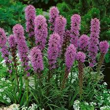 (1 Gallon) Liatris Spicata Kobold Gayfeather