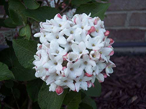 Korean Spice Viburnum