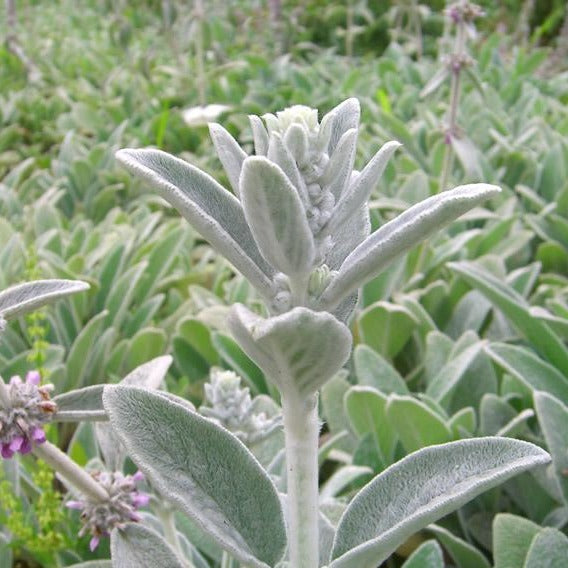 Lamb's Ear