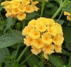 Lantana Chapel Hill Yellow- a Miss Huff and New Gold Cross