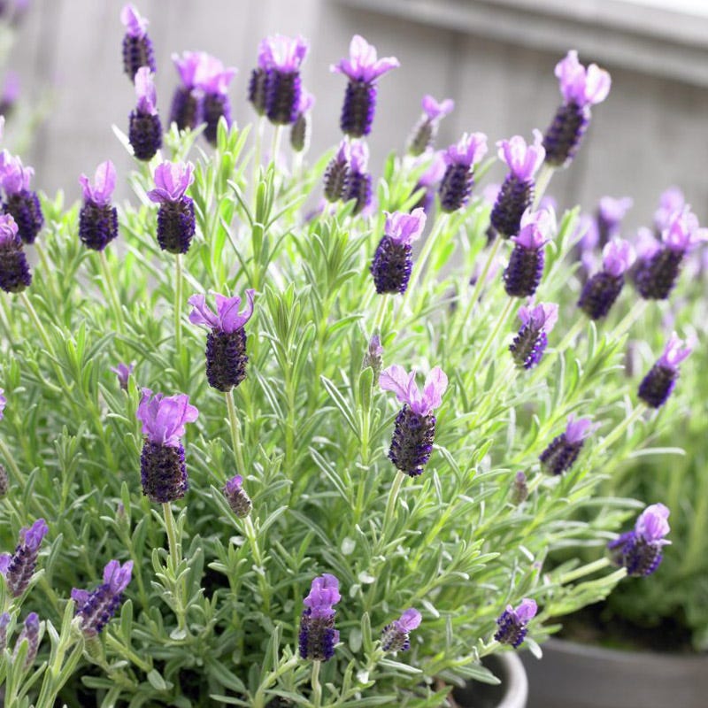 Lavandula Anouk