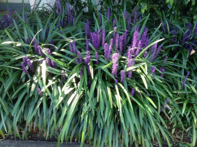 (1 Gallon) Liriope Muscari Big Blue