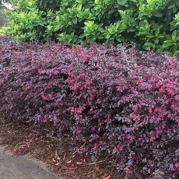 Daruma Loropetalum - Dwarf, Compact Shrub with Gorgeous Burgundy Foliage