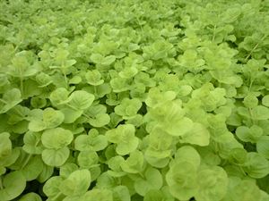 (18 Count Flat 3.5 Inch Pots) Lysimachia Nummularia 'Aurea' Golden Creeping Jenny