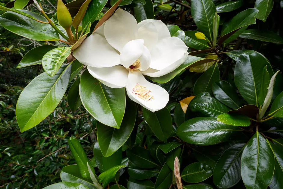 Southern Magnolia a.k.a. Magnolia Grandiflora