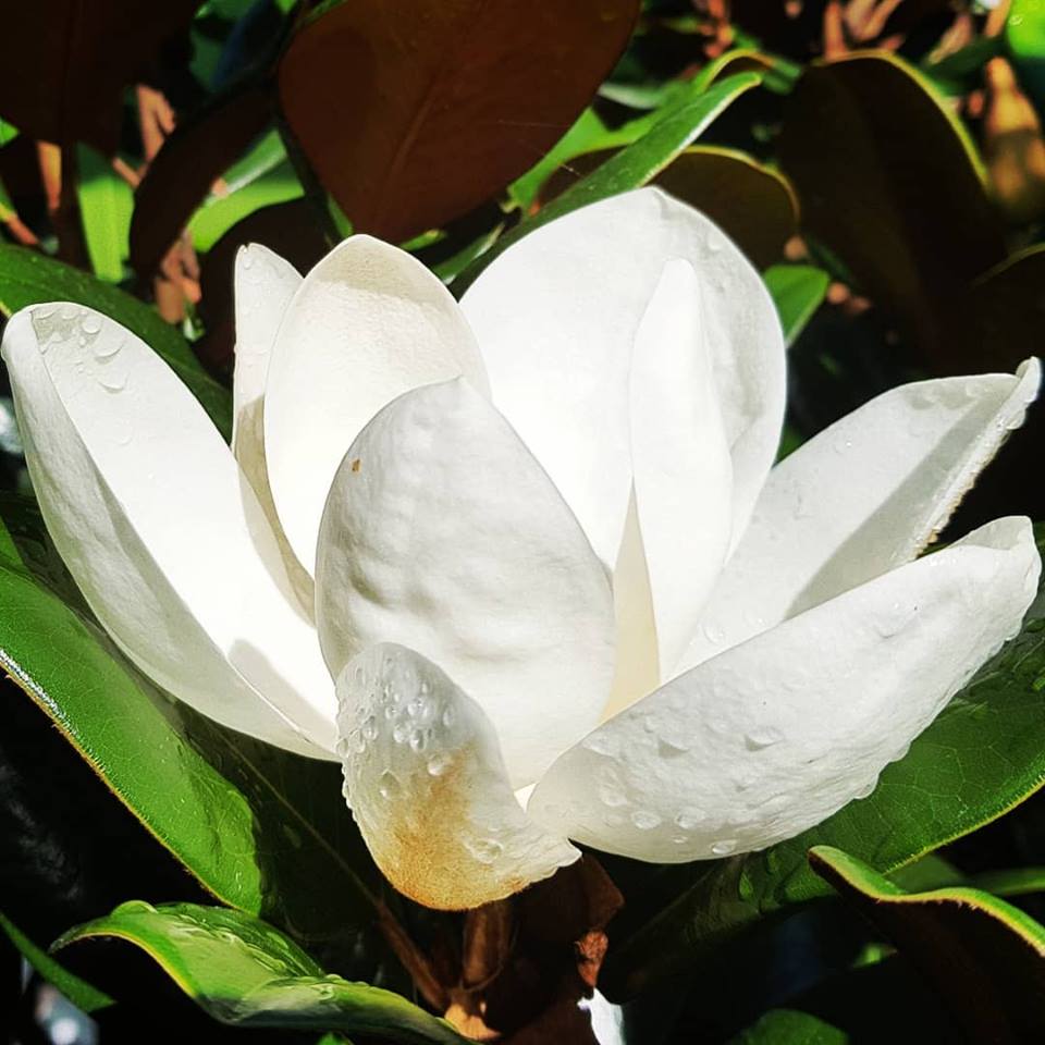 Teddy Bear Southern Magnolia