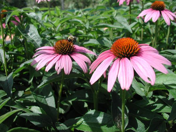 Echinacea Purpurea 'Magnus' Magnus Coneflower